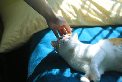 Midsection of person with cat on bed