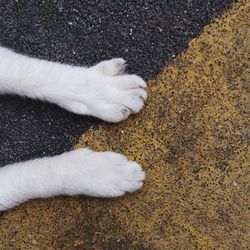 Close-up of cat on street