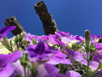 Close-up of pink flowering plants against blue sky