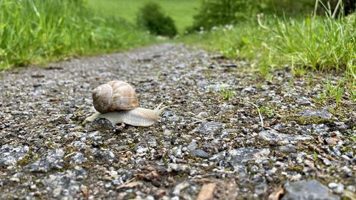 Close-up of snail on field