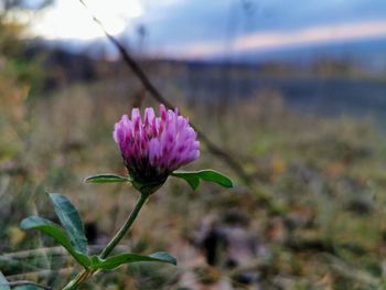 Close-up of pink flower on field