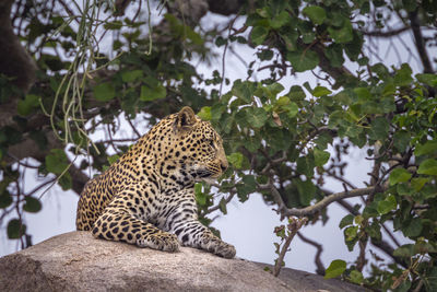 Low angle view of cat on tree