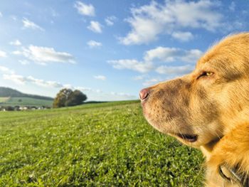 Close-up of dog on field against sky