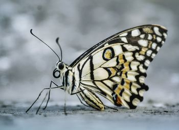 Close-up of butterfly