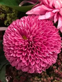 Close-up of pink flowers blooming outdoors