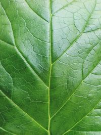 Close-up of green leaf