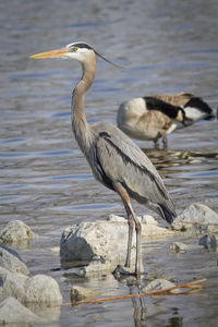 Bird in water