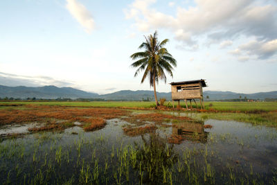 Palm trees on field by lake against sky