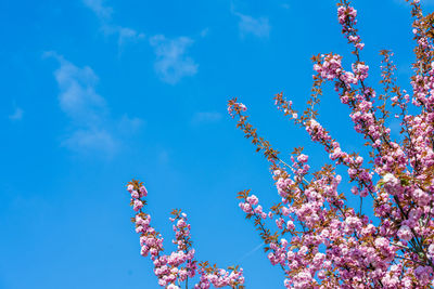 Low angle view of cherry blossoms against blue sky