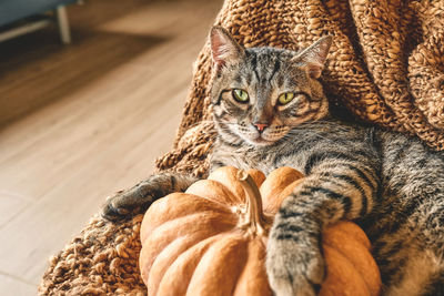 Cute tabby cat with pumpkin. gray kitty resting with pumpkin on woolen blanket. fall mood. 