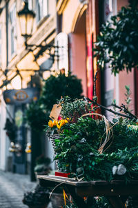 Close-up of christmas tree