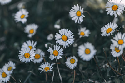 Close-up of white daisy flowers