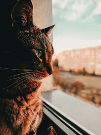 Close-up of cat looking through window