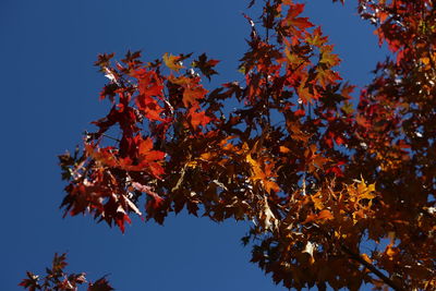 Low angle view of maple tree against sky