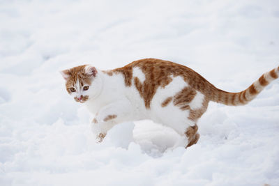 White cat and snow