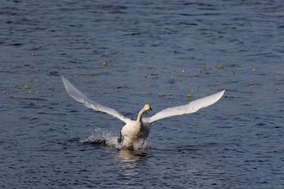 High angle view of tundra swan taking off from lake