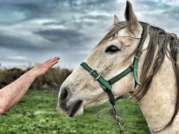 Cropped hand of man reaching towards horse at field against cloudy sky