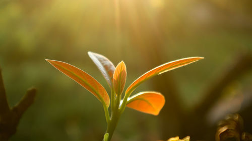 Close-up of flowering plant on field