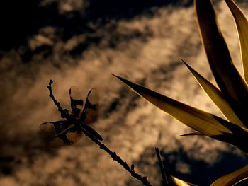 Close-up of insect on plant against sky