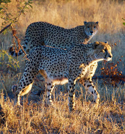 Full length of a cat