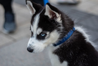 Close-up of dog looking away