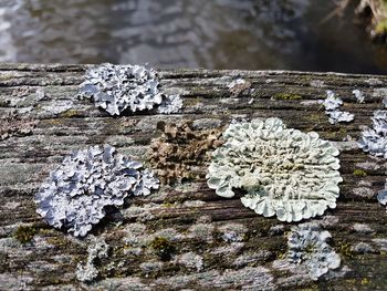 Close-up of snow on wood against tree trunk