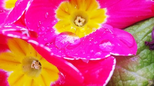 Close-up of wet yellow flower blooming outdoors