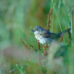 Close-up of bird perching on leaf