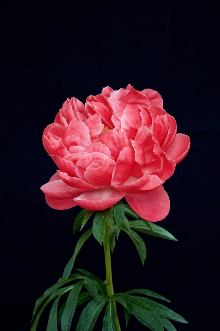 CLOSE-UP OF PINK ROSE OVER BLACK BACKGROUND