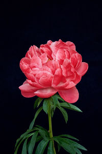 Close-up of pink rose against black background