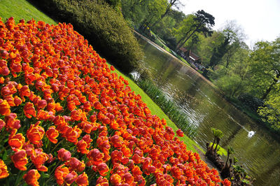 High angle view of red flowering plants by trees