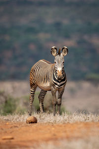 Grevy zebra stands on horizon eyeing camera