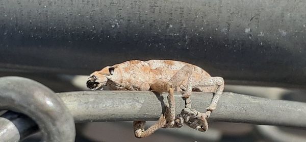 Close-up of a lizard on metal