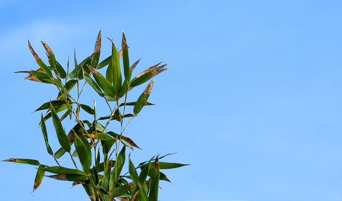 Bamboo leaves turning brown in winter against blue sky. background or wallpaper.