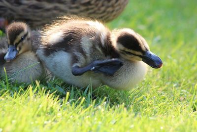 Dog relaxing on grassy field