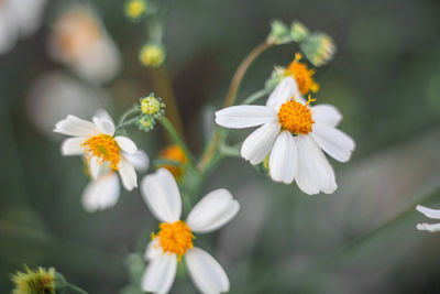 Close-up of white daisy flowers