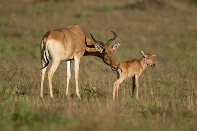 Cokes hartebeest standing on field