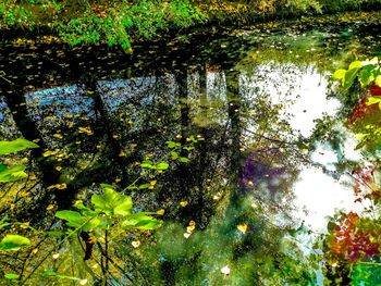 Reflection of trees on lake