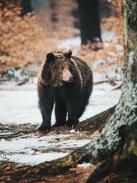 Bear standing on snowy field at forest