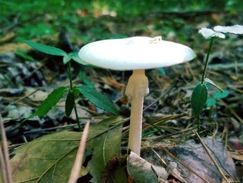 Close-up of mushrooms