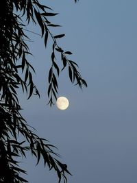 Low angle view of silhouette tree against sky at night