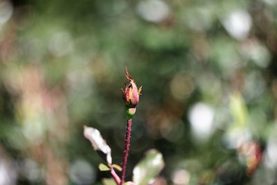 Close-up of red flowering plant