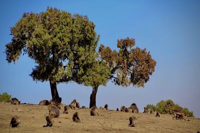 Crowd of gelada baboon on ethiopian highlands 