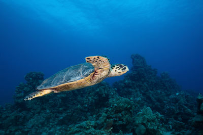 View of turtle swimming in sea