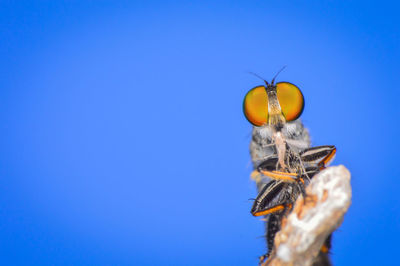 Close-up of spider