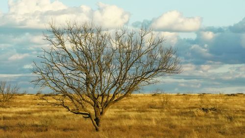 Bare tree on field against sky