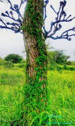 Trees on grassy field