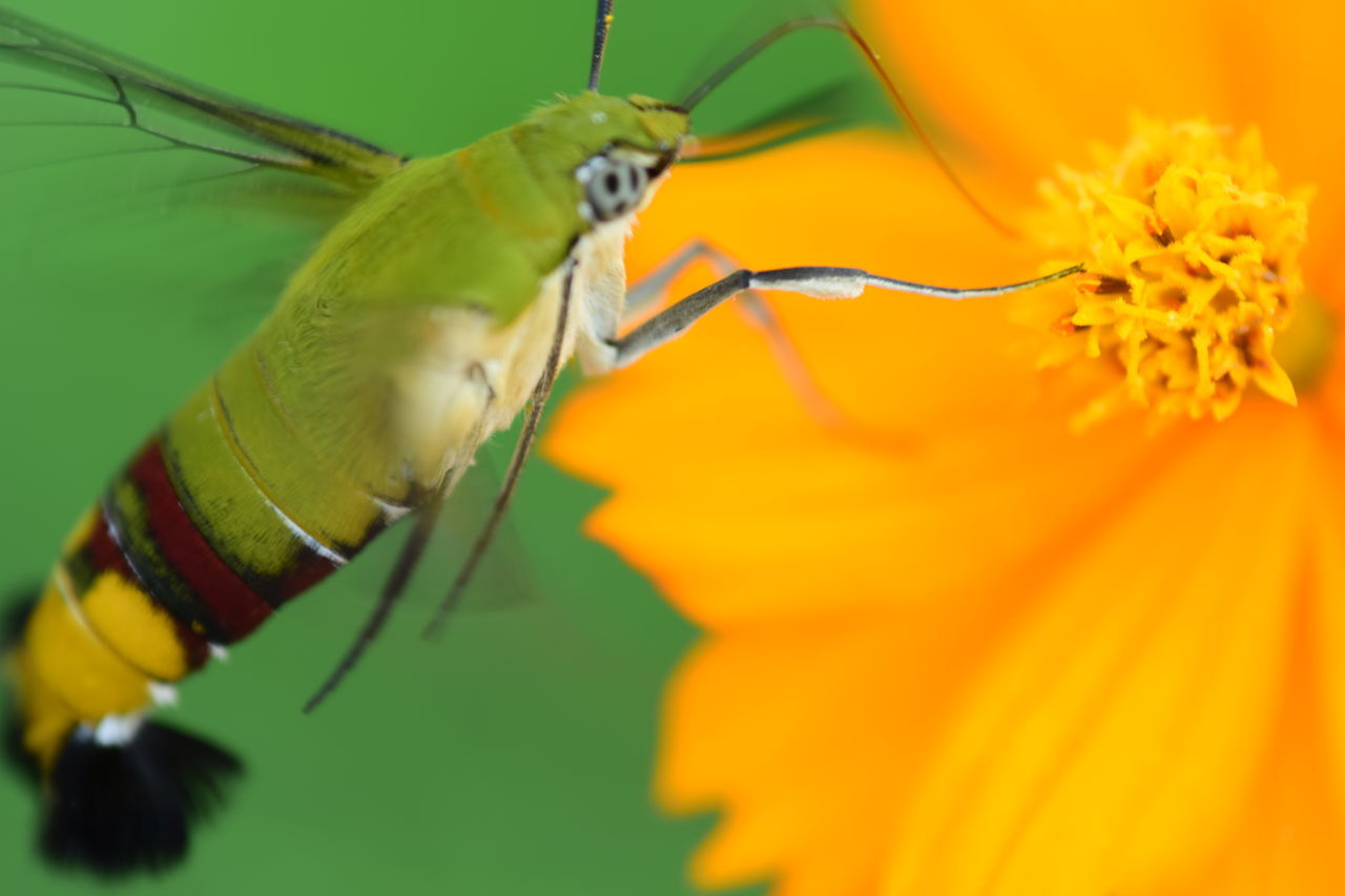 CLOSE-UP OF YELLOW BUTTERFLY POLLINATING ON FLOWER