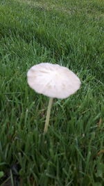 Close-up of mushroom growing on field