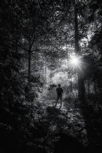 Silhouette person standing by tree in forest